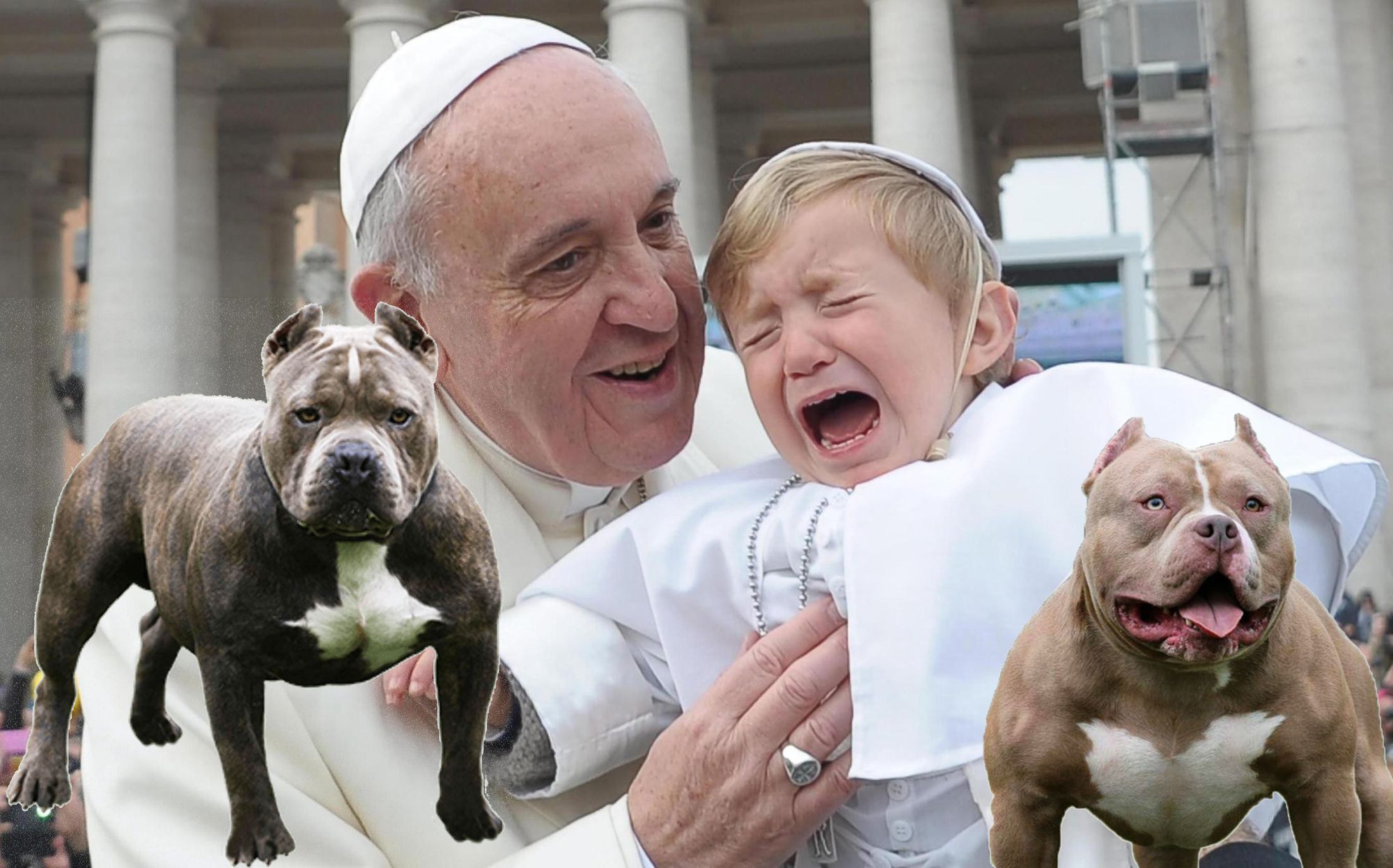 Pope Francis Declares Pit Bulls God's Most Blessed Creation