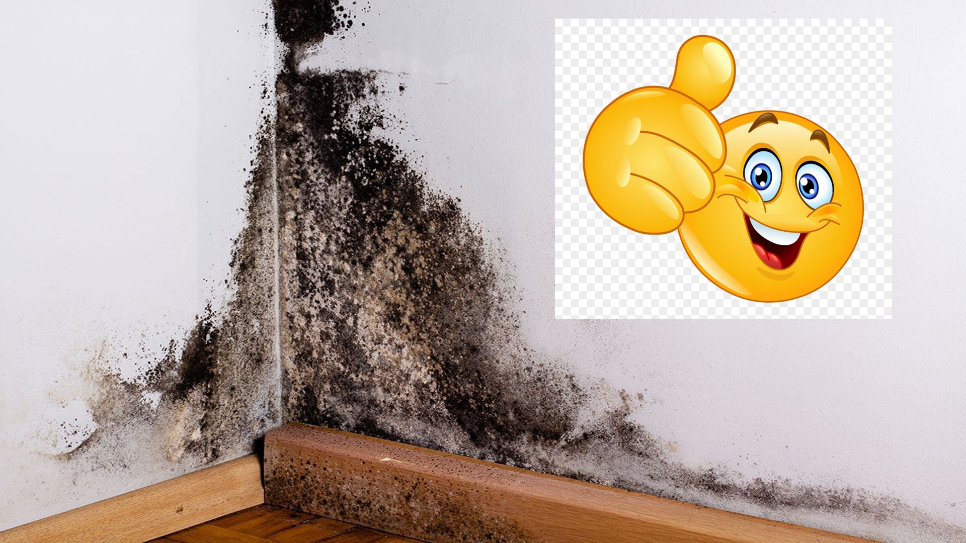 Black Mold Exposure Actually Very Good For You, Makes You Happy And Live Longer Actually, Study Finds
